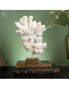 Corail Patte de chat...