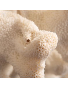 Corail Patte de chat... 2