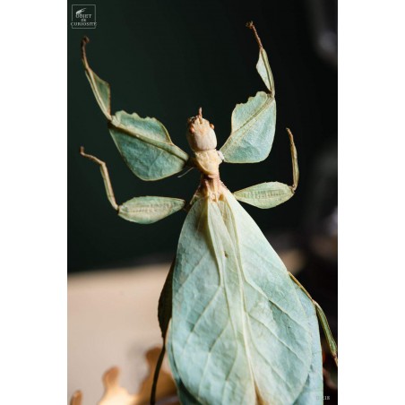 Stick insect (Phyllium celebicum) in brass reliquary