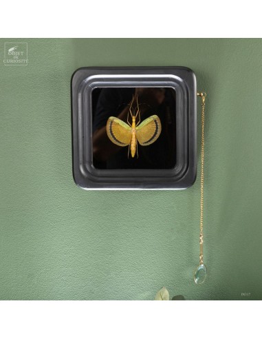 Winged stick insect Tagesoidea...