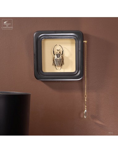 Goliathus in black observation frame