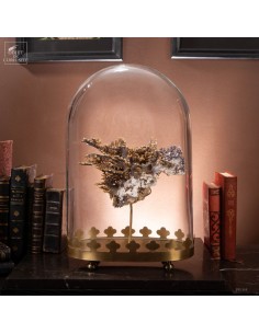 Corail coloré de Madagascar...