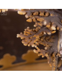 Corail coloré de Madagascar... 2