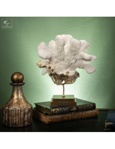 White coral ACROPORA PALIFERA