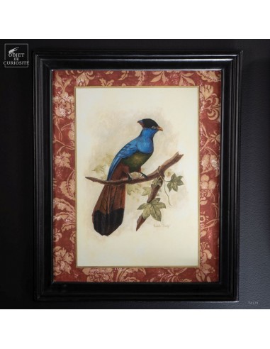 Reproduction of a Great blue Touraco...