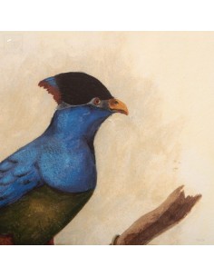 Reproduction Touraco géant... 2