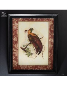 Reproduction oiseau de...