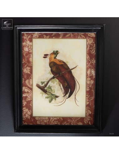 Reproduction of bird of paradise in...