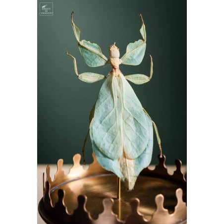 Stick insect (Phyllium celebicum) in brass reliquary