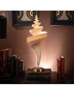 Open helix Syrinx aruanus...