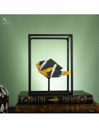 Poisson clown à queue jaune...