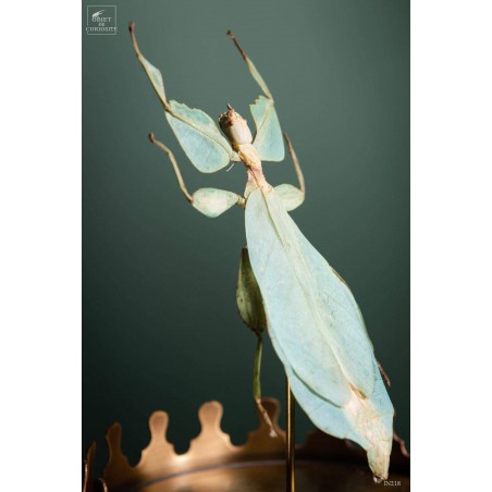 Stick insect (Phyllium celebicum) in brass reliquary