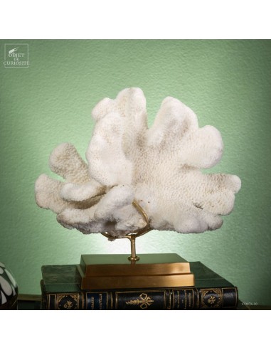 Corail Patte de chat ACROPORA...