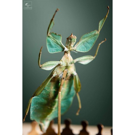 Stick insect (Phyllium celebicum) in brass reliquary