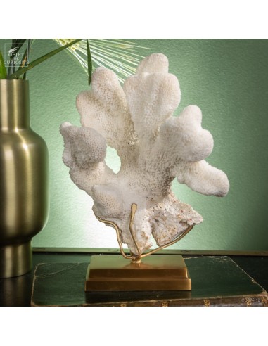Corail Patte de chat ACROPORA...