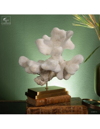 Corail Patte de chat ACROPORA...