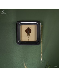 Lézard volant dans cadre...