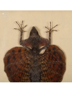 Lézard volant dans cadre... 2