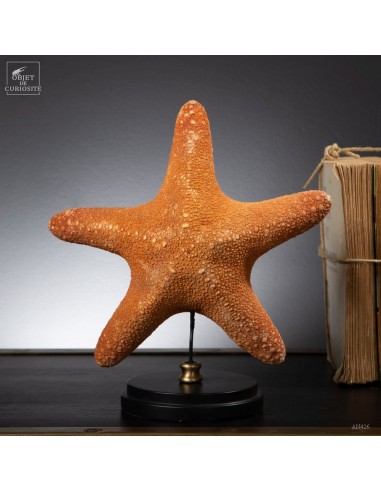 Starfish on wooden base