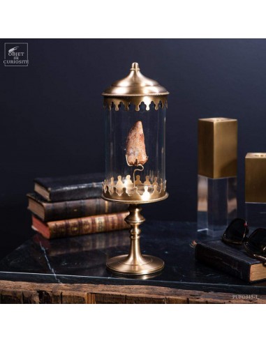 Dent fossilisée de carcharodontosaurus