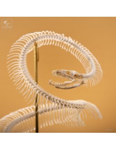 Skeleton of Python molurus... 2