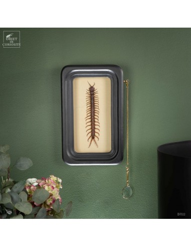 Scolopendre (Thaïlande) dans cadre...