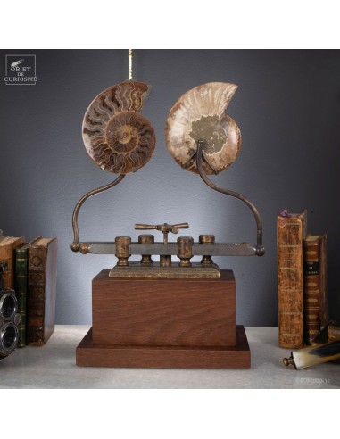 Ammonite on sliding machine