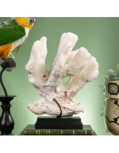 Corail Patte de chat...