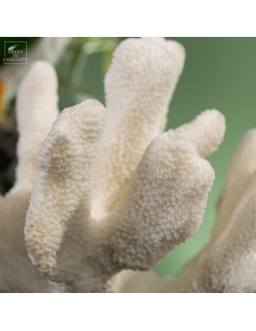 Corail Patte de chat... 2