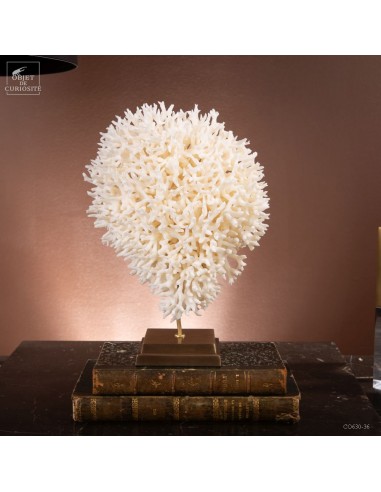 Corail pics nids SERIATOPORA HYSTRIX...