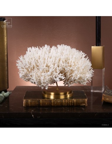 Corail pics nids SERIATOPORA HYSTRIX...