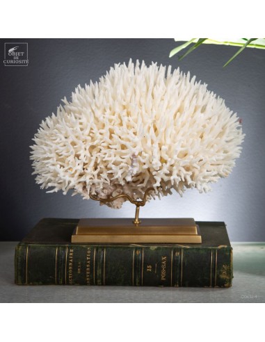 Corail pics nids SERIATOPORA HYSTRIX...