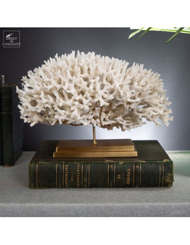 Corail pics nids SERIATOPORA HYSTRIX...