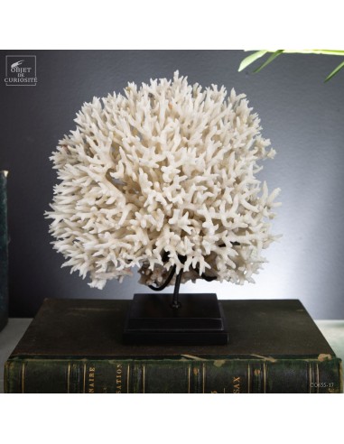 Corail pics nids SERIATOPORA HYSTRIX...