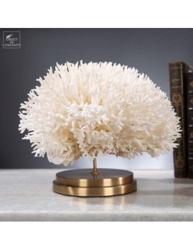 Corail pics nids SERIATOPORA HYSTRIX...