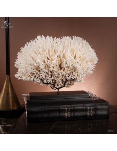 Corail pics nids SERIATOPORA HYSTRIX...