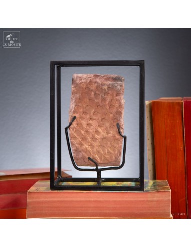 Tronc de fougère arborescente fossile... Tronc de fougère arborescente fossile...