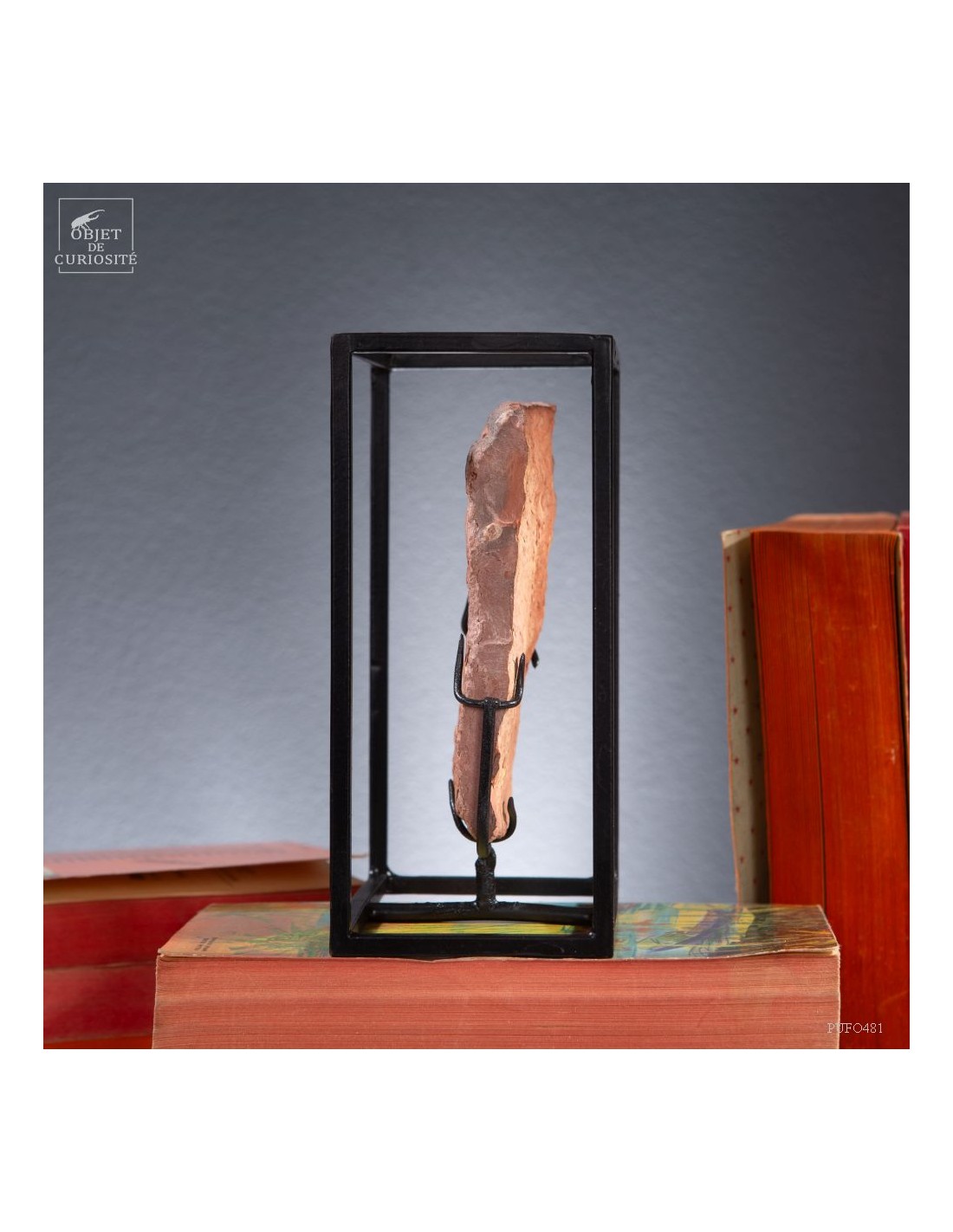 Tronc de fougère arborescente fossile... Tronc de fougère arborescente fossile...