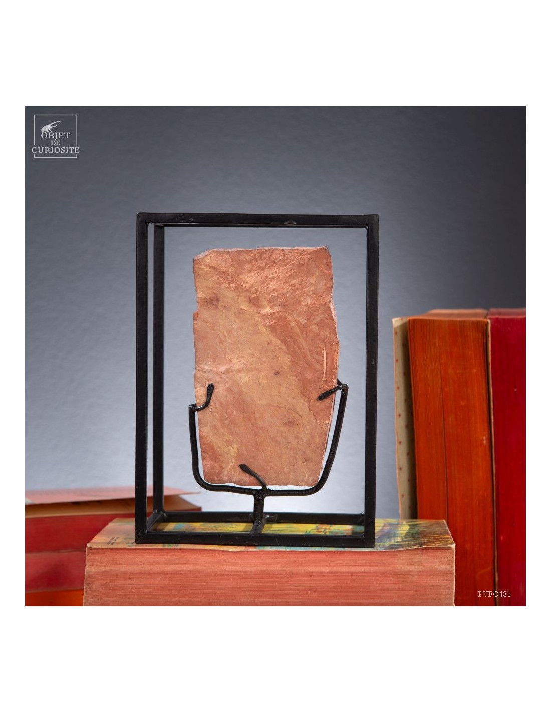 Tronc de fougère arborescente fossile... Tronc de fougère arborescente fossile...