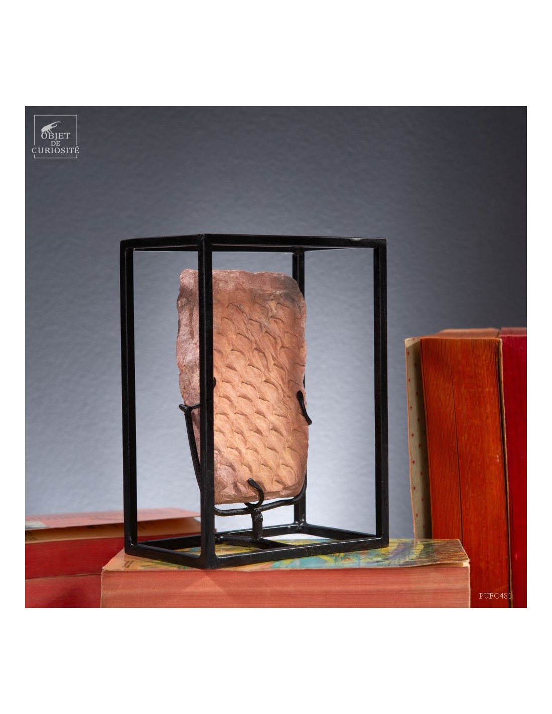 Tronc de fougère arborescente fossile... Tronc de fougère arborescente fossile...