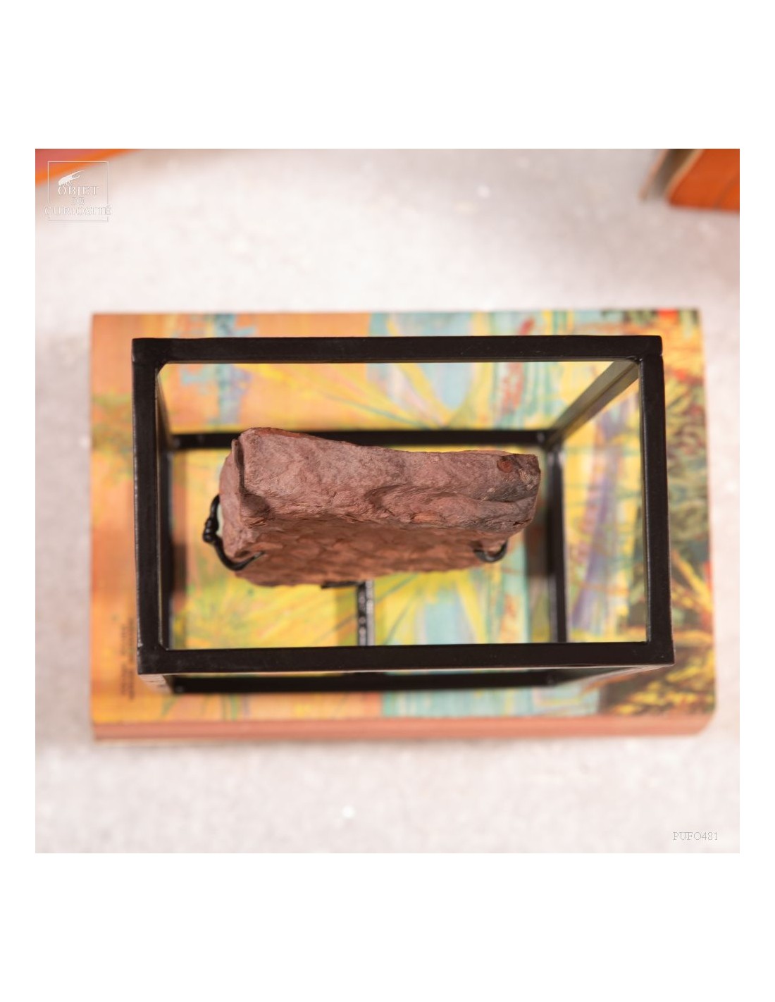 Tronc de fougère arborescente fossile... Tronc de fougère arborescente fossile...