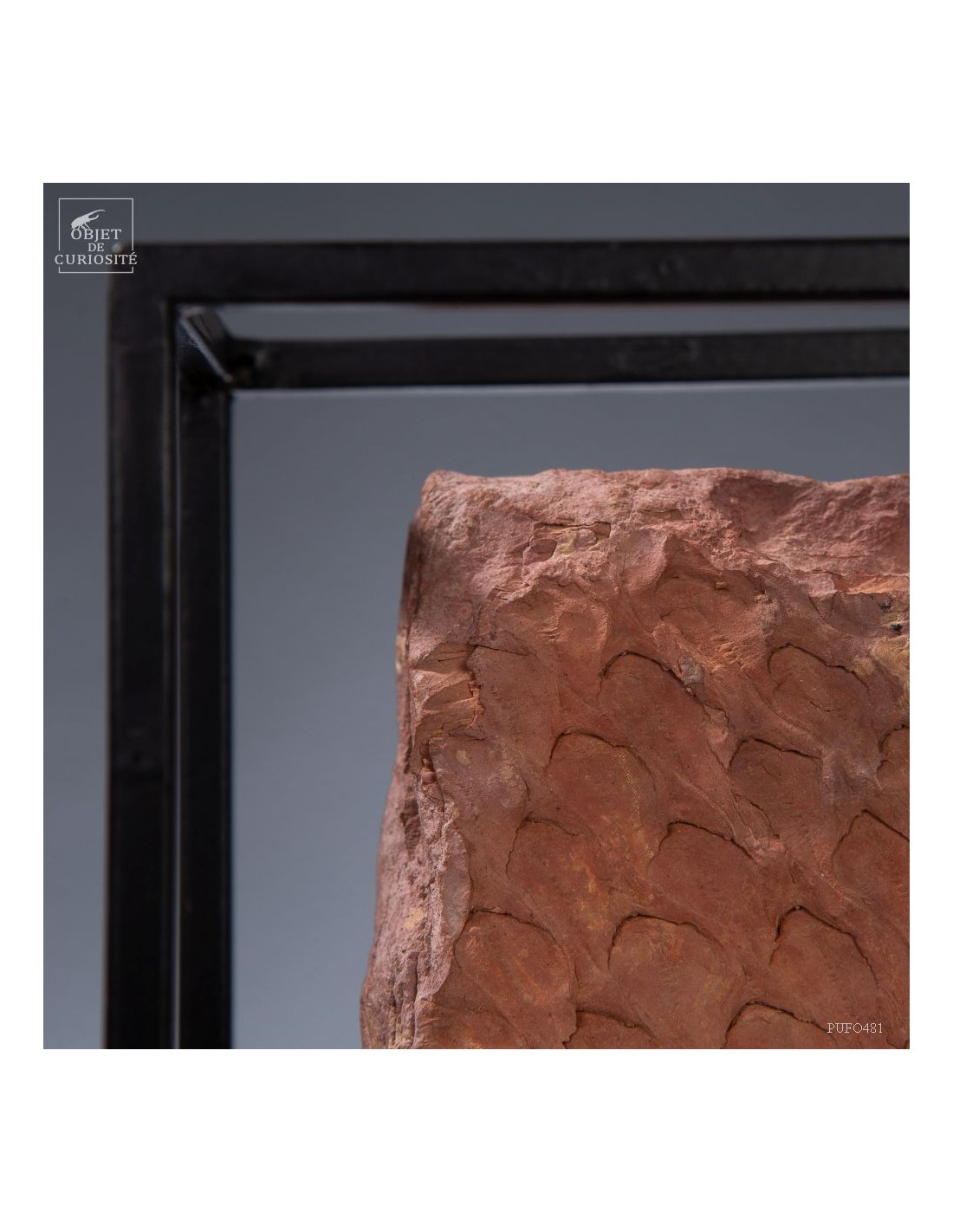 Tronc de fougère arborescente fossile... Tronc de fougère arborescente fossile...