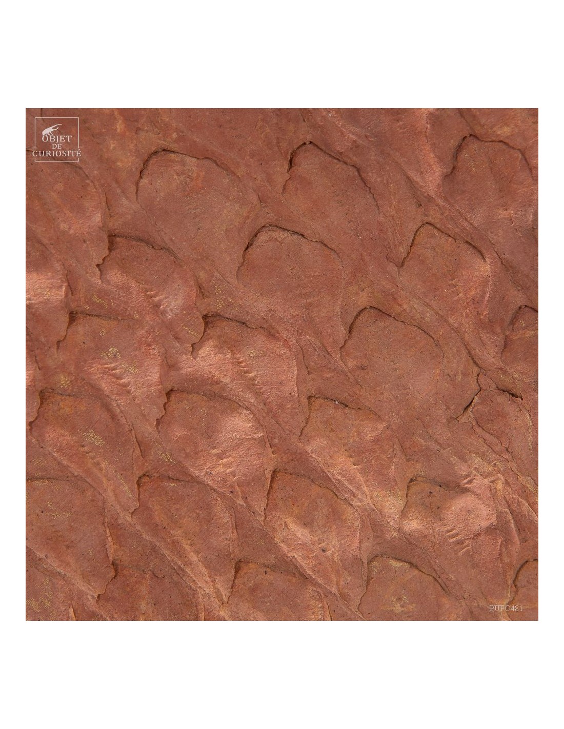 Tronc de fougère arborescente fossile... Tronc de fougère arborescente fossile...