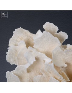 White coral MONTIPORA SP,... 2