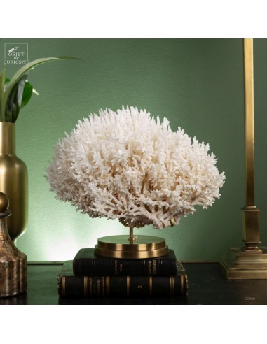 Corail pics nids SERIATOPORA HYSTRIX...