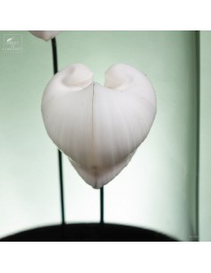 Two heart-shaped seashells... 2