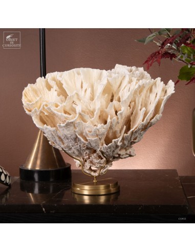 Corail laitue MONTIPORA SP, base laiton