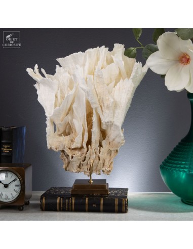 White coral MONTIPORA SP, brass base