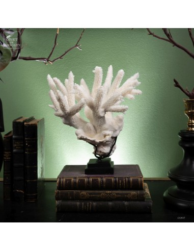 Corail blanc staghorn - ACROPORA...