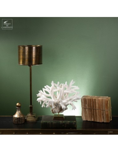 White Staghorn Coral - Acropora... White Staghorn Coral - Acropora...